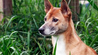 Породата от Нова Гвинея е изключително рядка, но все още се среща и в дивата природа