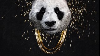 panda, desiigner, дизайнер, панда