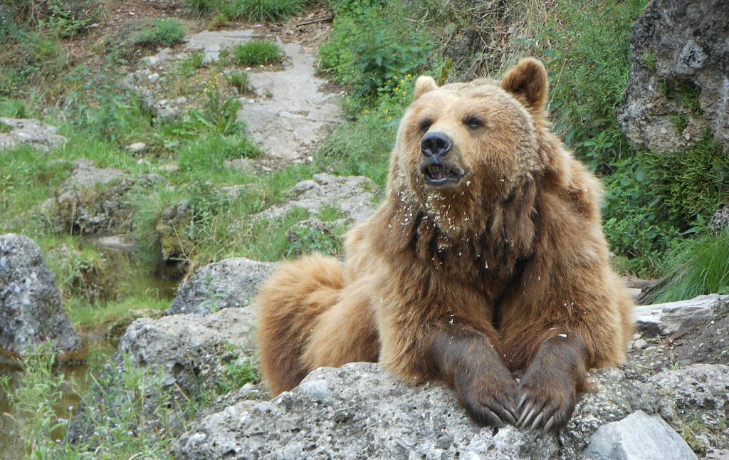 1280px-Brown_bear_on_rock