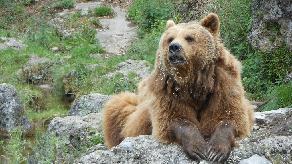 1280px-Brown_bear_on_rock
