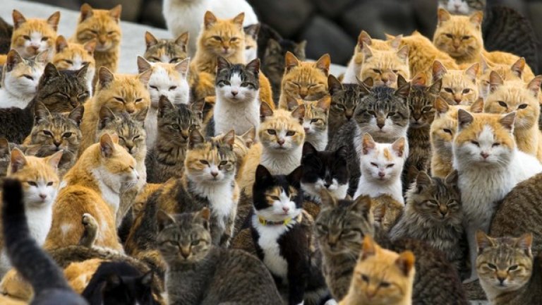 Котките, превзели остров Аошима, на който живеят само 22 души