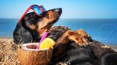 8 съвета за опазване на кучето по време на жега