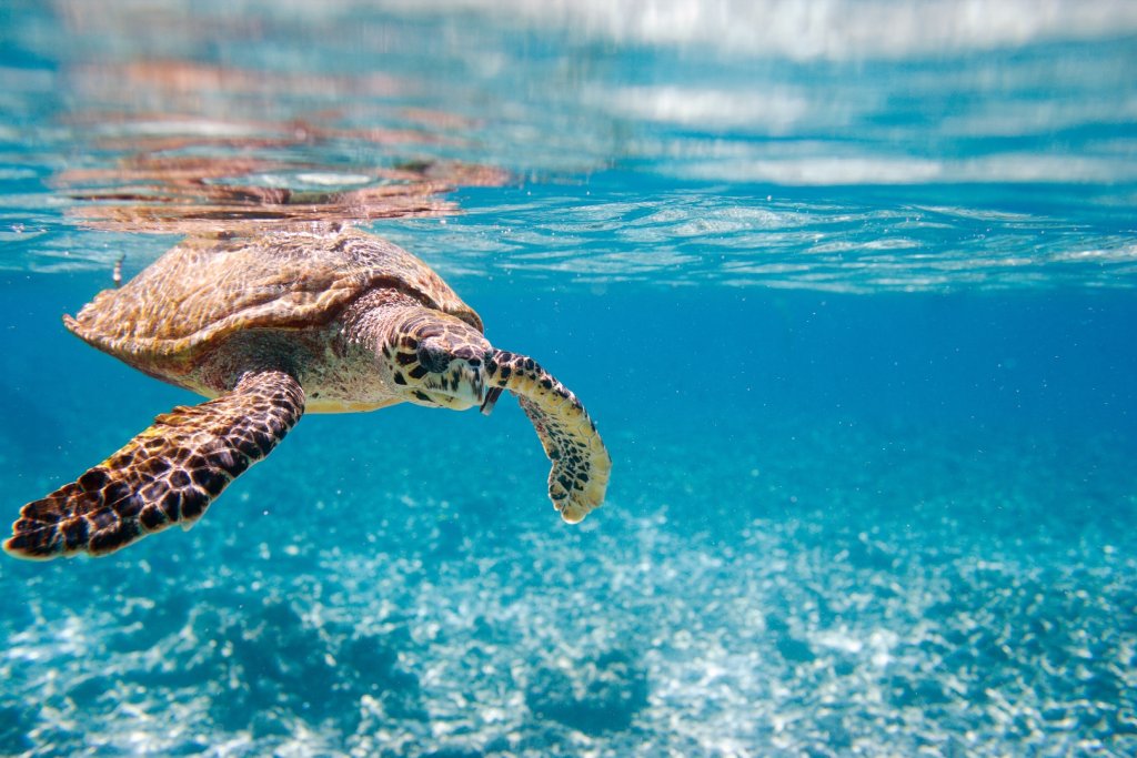 seychelles