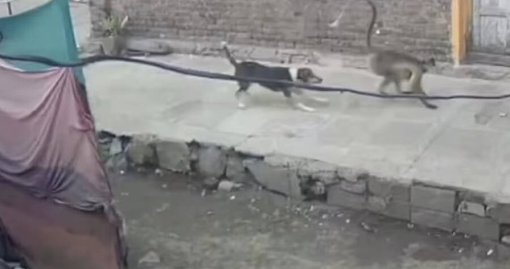 dog-and-monkey-confrontation