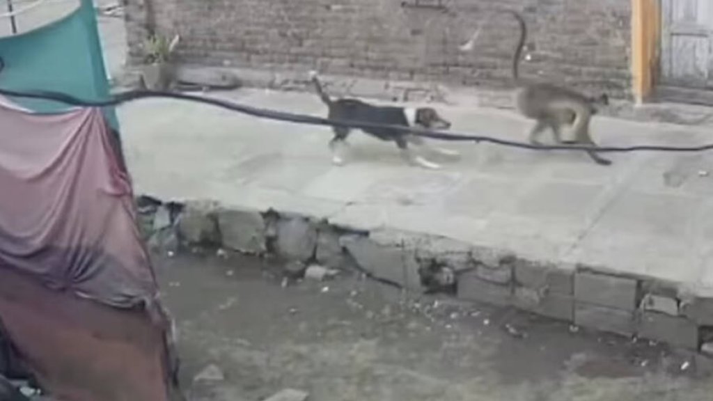 dog-and-monkey-confrontation