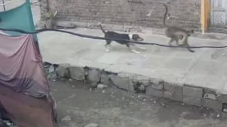 dog-and-monkey-confrontation
