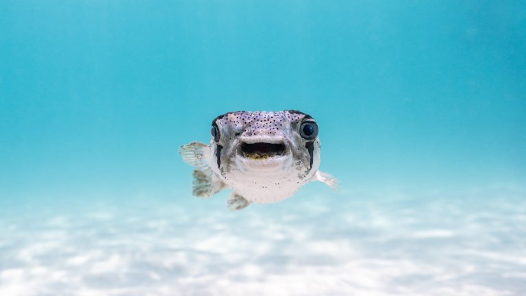 Най-смешните снимки на животни за 2025 г.