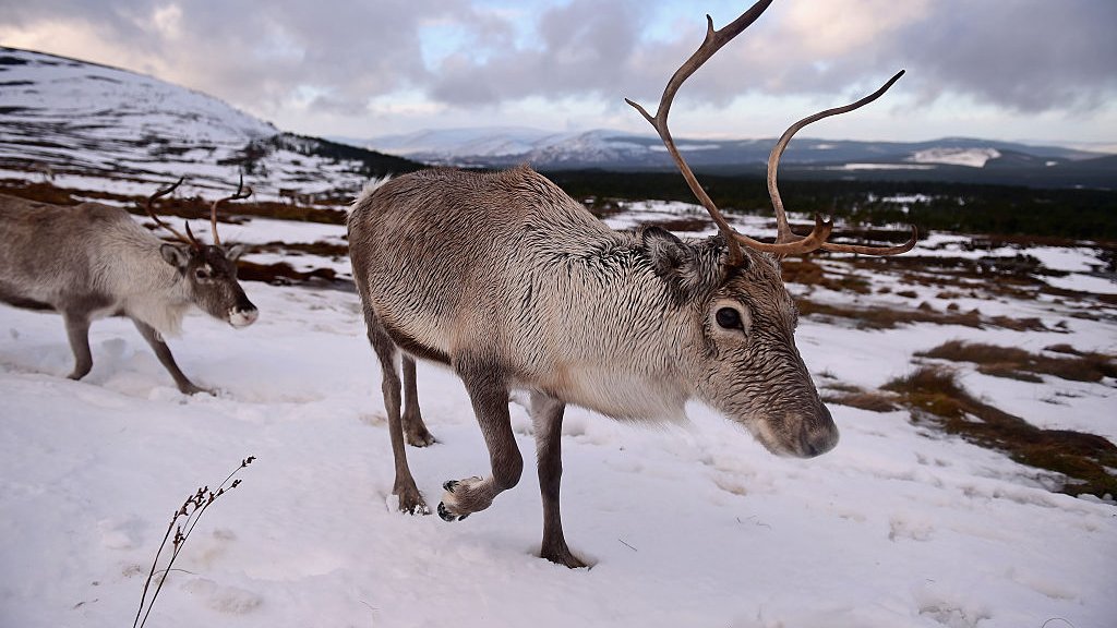Britain's Only Reindeer Herd Prepare For Christmas In The Cairngorms National Park
