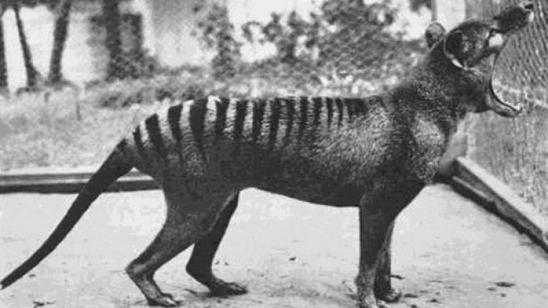 Последната снимка на изчезналото животно тилацин, или тасманийски вълк, 1933 година