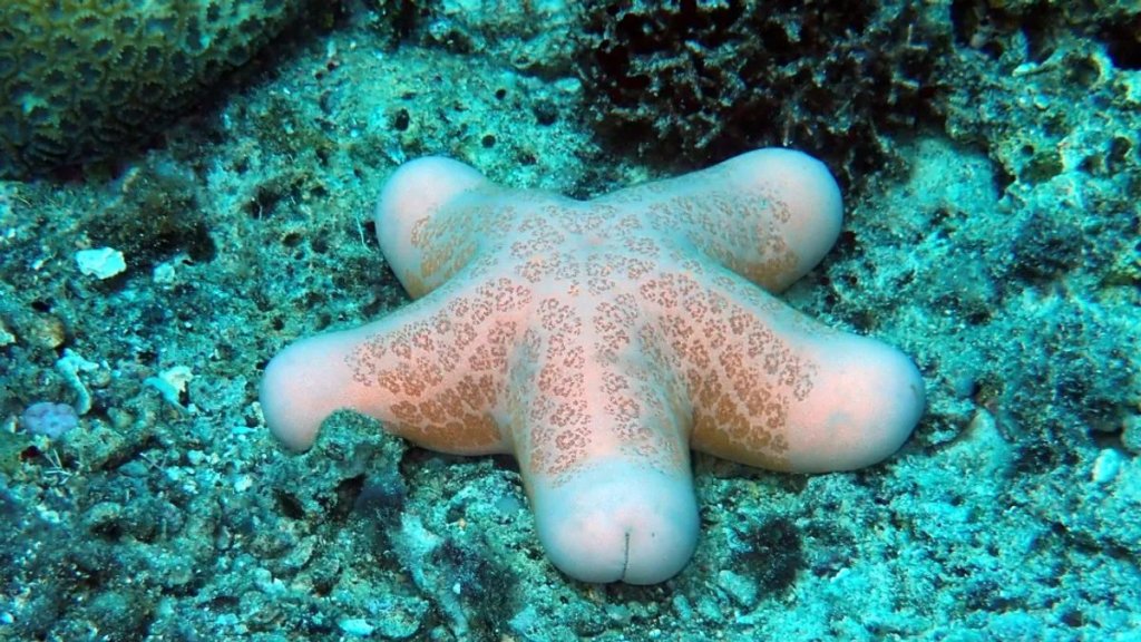 choriaster-granulatus-l