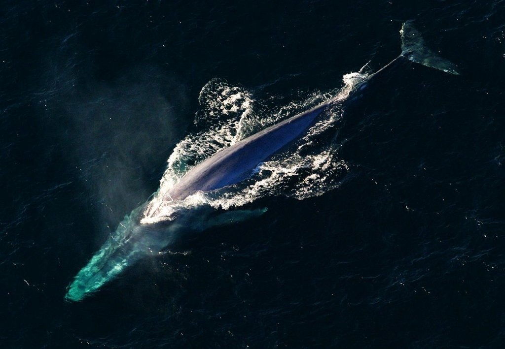 Anim1754_-_Flickr_-_NOAA_Photo_Library