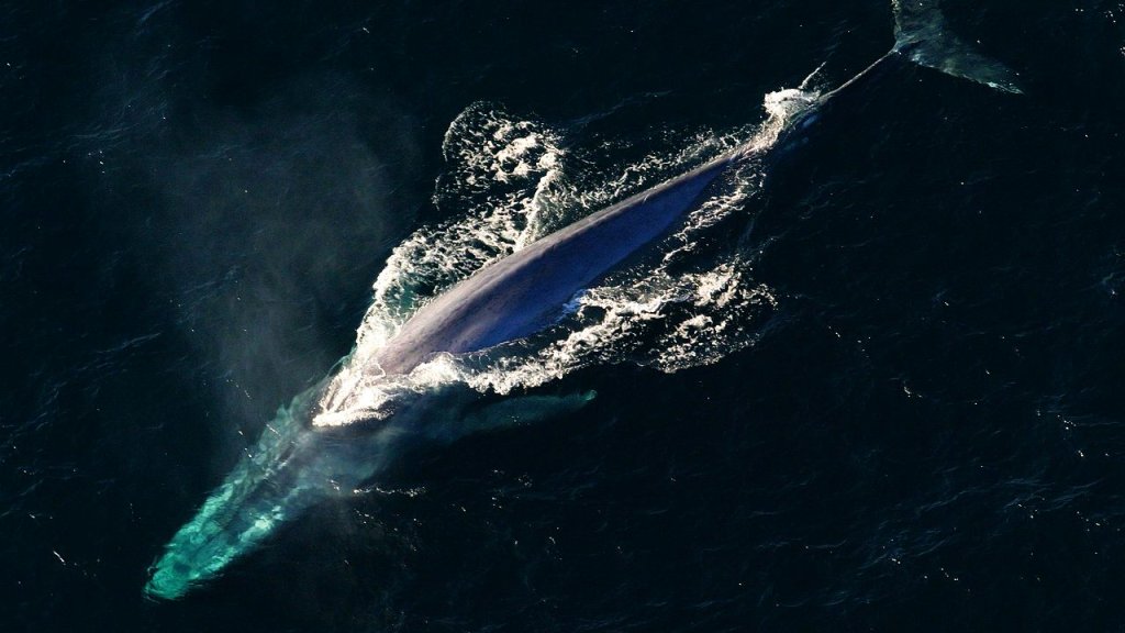 Anim1754_-_Flickr_-_NOAA_Photo_Library