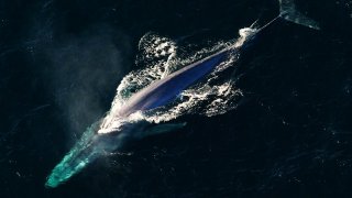 Anim1754_-_Flickr_-_NOAA_Photo_Library