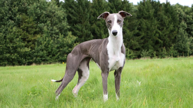 УипетУипет са деликатни кучета, които обичат еднакво хубавите разходки и тишината и спокойствието на дома. Те лесно се стряскат от силен шум, от висок човешки глас, от фойерверки и от чужди хора. Освен това страхът при уипет може да доведе до правене на бели из къщата.