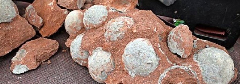 Fossilized Dinosaur Eggs