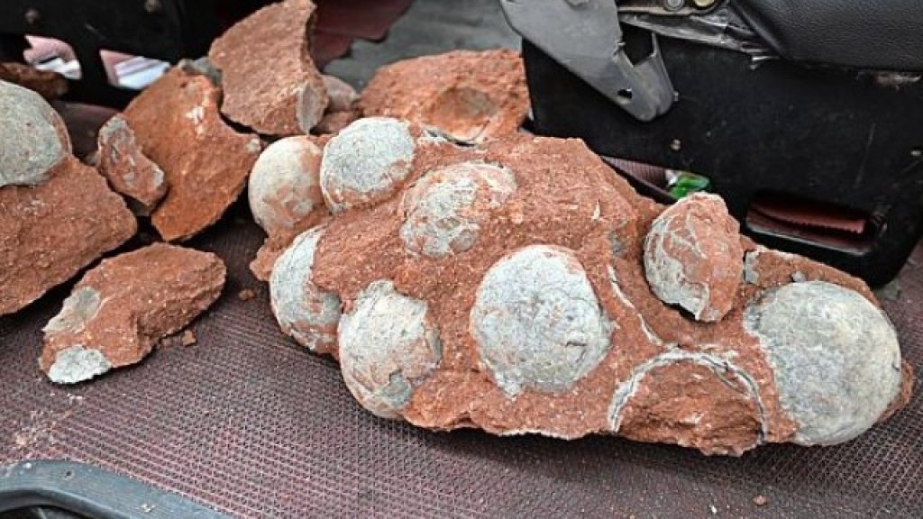 Fossilized Dinosaur Eggs