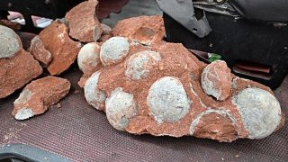Fossilized Dinosaur Eggs