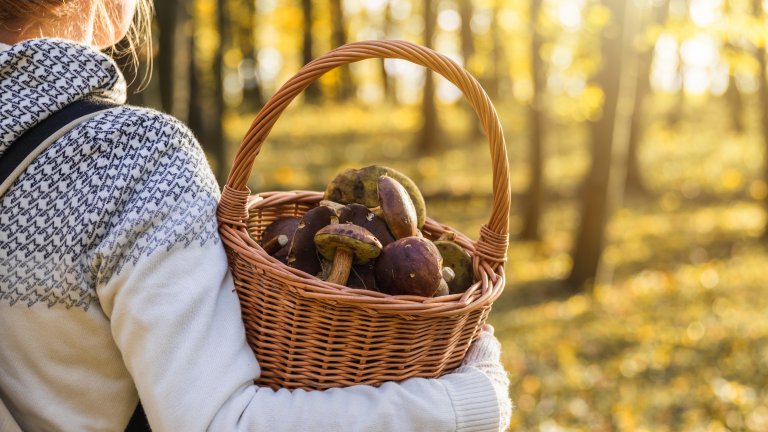 «La Bulgarie est l'un des rares pays où l'on peut vivre de produits sauvages sans travailler.»