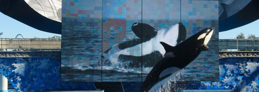 morski sviat sea world