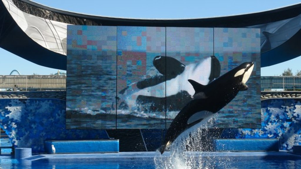 morski sviat sea world