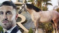 Вече не само Серхио Рамос, но и неговият кон е световен шампион