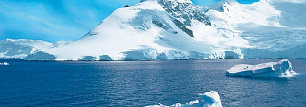 arctica