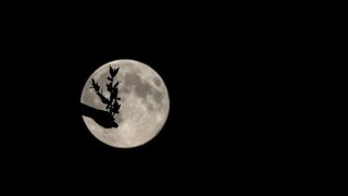 esq-supermoon-angel-of-peace-london