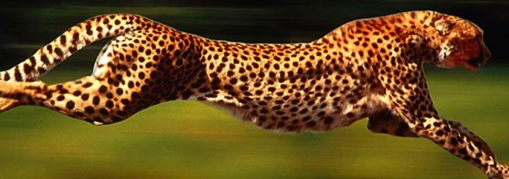 gepard