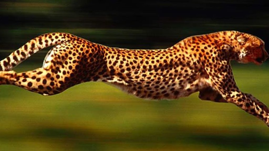 gepard