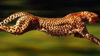 gepard