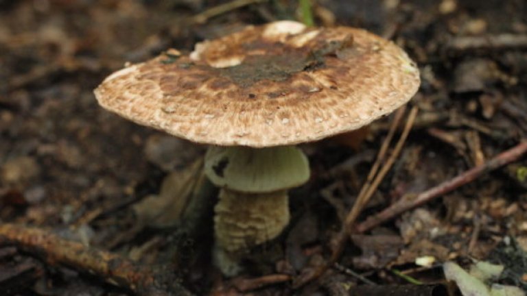 Доказано е наличието на атропин в организма на пострадалите