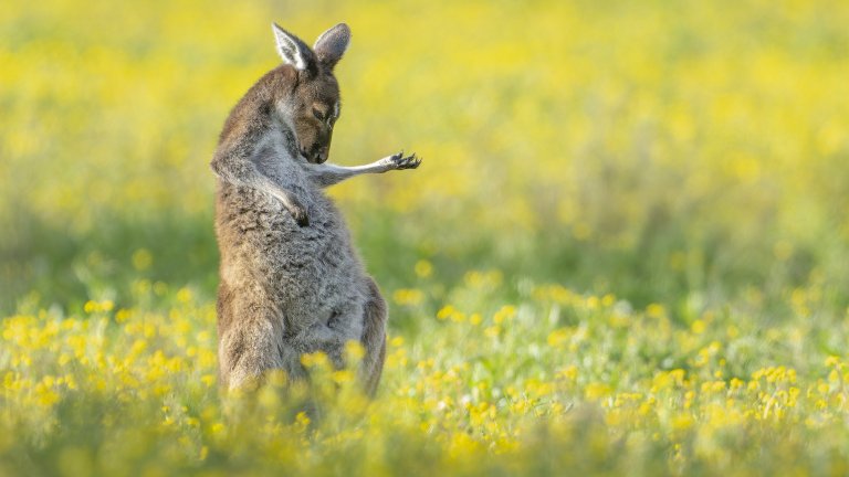 Големият победител е кенгуруто, което свири на въздушна китара. Снимката е отличена и в категория "Земни създания".