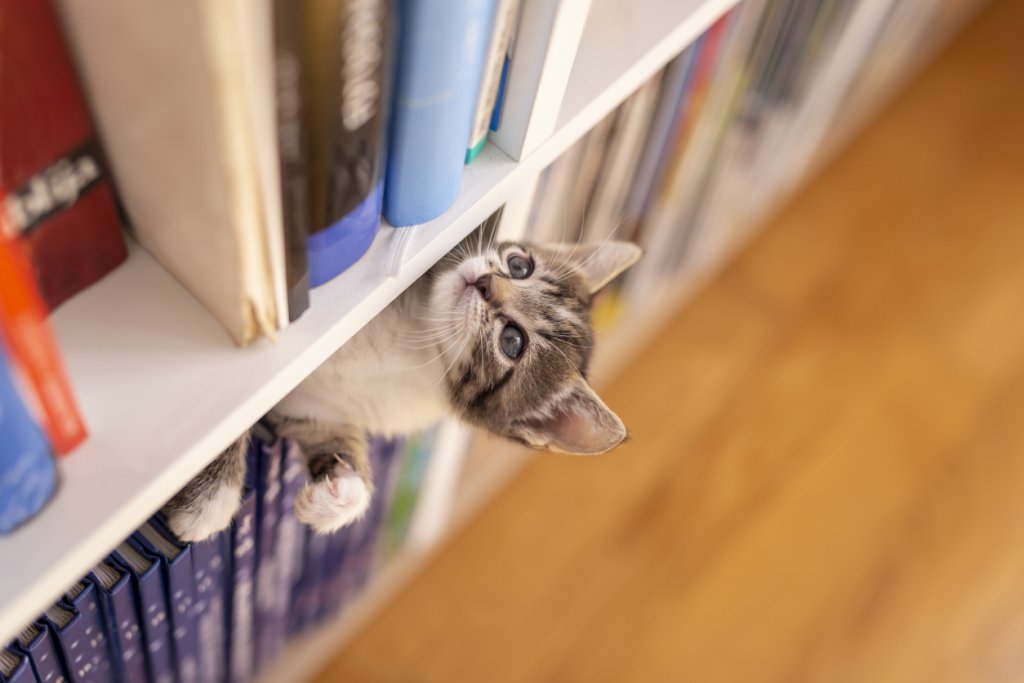Книги и сувенири
Който има котка и библиотека знае, че животното намира за особено привлекателно да „вади“ книгите от рафтовете – да ги дърпа, драска и къса, и повечето стопани редовно откриват половината си книги изпопадали и поокъсани на земята.
Същото е и с всякакви други предмети, оставени по лавици и рафтове. Сувенири, вази, украси – нищо, което не е застопорено здраво не оцелява – котката ще го бутне. Тук няма оправия и единственото решение е тези предмети да се скрият.