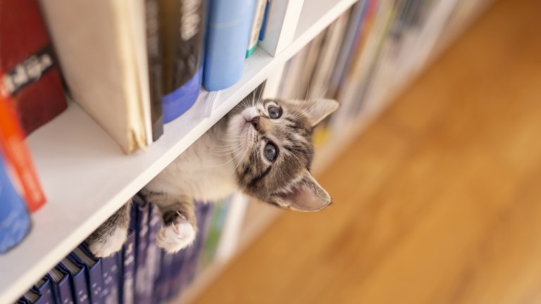 Книги и сувенири
Който има котка и библиотека знае, че животното намира за особено привлекателно да „вади“ книгите от рафтовете – да ги дърпа, драска и къса, и повечето стопани редовно откриват половината си книги изпопадали и поокъсани на земята.
Същото е и с всякакви други предмети, оставени по лавици и рафтове. Сувенири, вази, украси – нищо, което не е застопорено здраво не оцелява – котката ще го бутне. Тук няма оправия и единственото решение е тези предмети да се скрият.