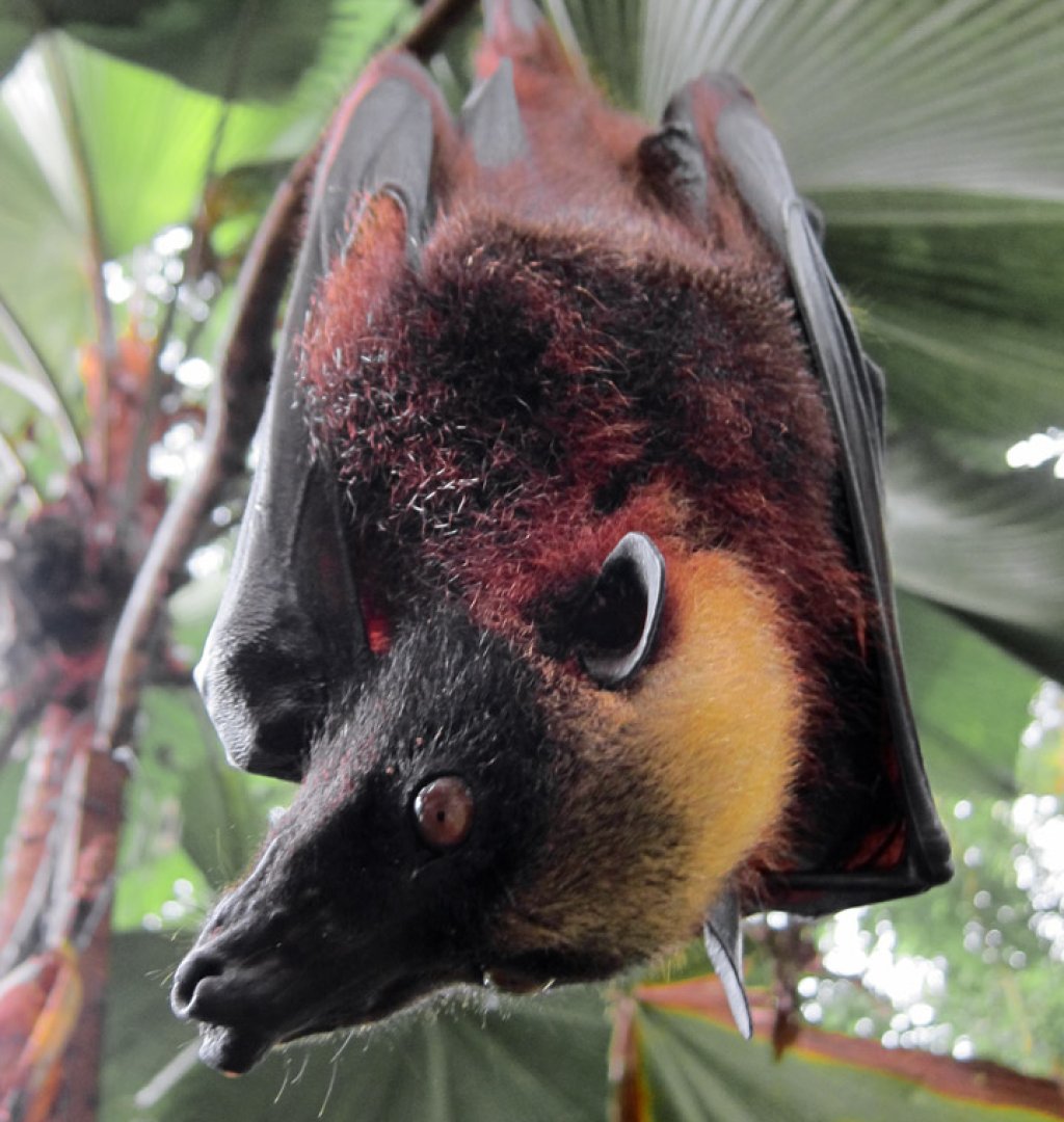Acerodon jubatus