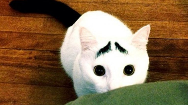 Котката Сам, която превзе Интернет с веждите си