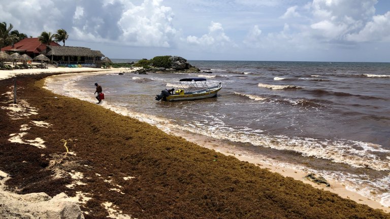 Планините гниещи морски треви са здравно и икономическо бедствие