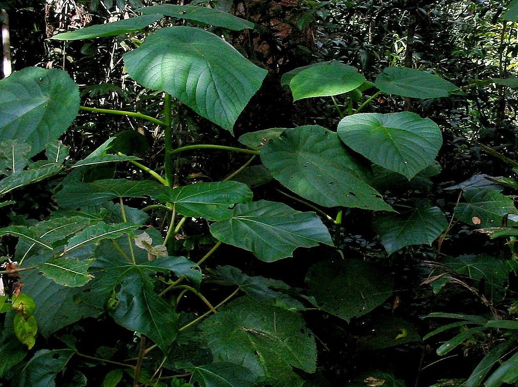 1024px-Stinging_tree
