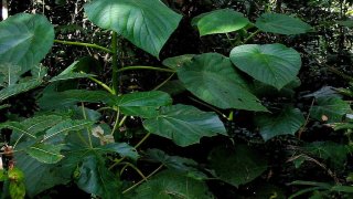 1024px-Stinging_tree