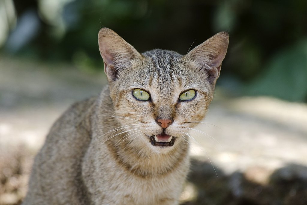 1280px-Domestic_Cat_Face_Shot