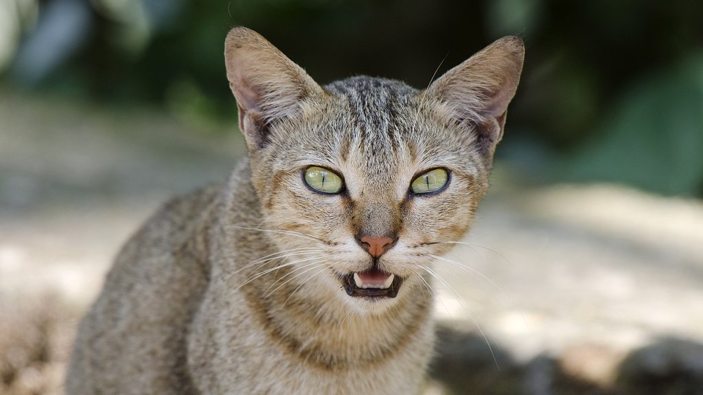 1280px-Domestic_Cat_Face_Shot