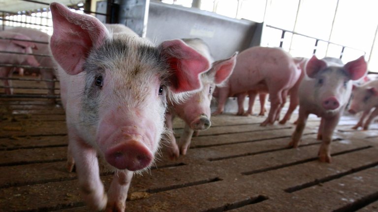 Откриха нов "свински грип" в Китай с потенциал да се превърне в пандемия