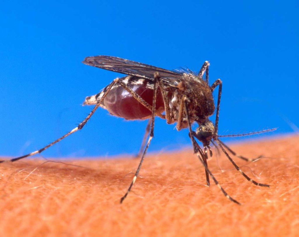 mosquito-logo