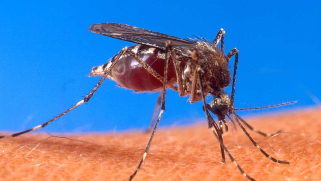 mosquito-logo