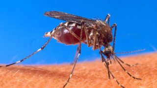 mosquito-logo
