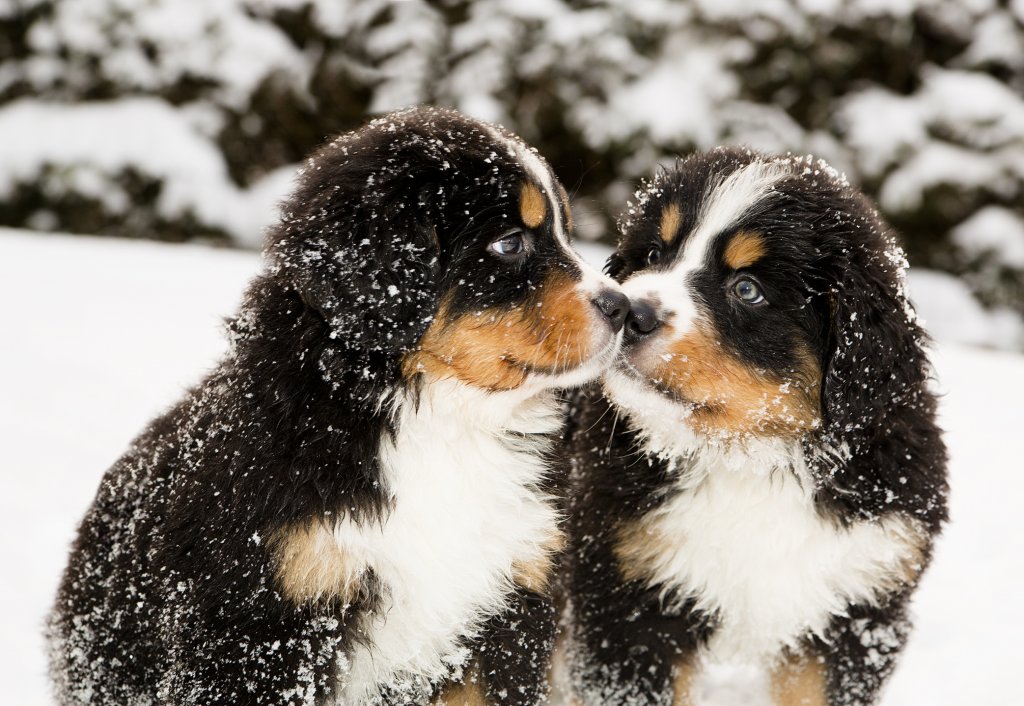 Мит номер 1: Козината предпазва кучетата от снега

Очевидно някои кучета са по-устойчиви на студ от други. Сибирското хъски със сигурност се чувства по-комфортно на -10 градуса, отколкото което и да е чихуахуа. Само че наличието на козина не предпазва кучето от хипотермия при екстремно ниски температури. Ако кучето ви има по-тънка или по-къса козина или навън е наистина много студено, е желателно да го облечете. Зоомагазините продават достатъчно разнообразен набор на видове и размери якета и пуловери.