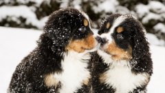 Мит номер 1: Козината предпазва кучетата от снега

Очевидно някои кучета са по-устойчиви на студ от други. Сибирското хъски със сигурност се чувства по-комфортно на -10 градуса, отколкото което и да е чихуахуа. Само че наличието на козина не предпазва кучето от хипотермия при екстремно ниски температури. Ако кучето ви има по-тънка или по-къса козина или навън е наистина много студено, е желателно да го облечете. Зоомагазините продават достатъчно разнообразен набор на видове и размери якета и пуловери.