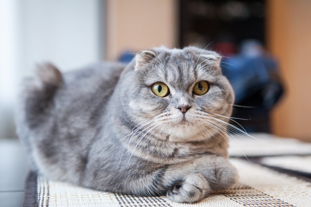 Шотландска клепоуха котка
Те са точно толкова активни, колкото предполага специфичният им външен вид – малко. Предпочитат да общуват със стопаните си, но не и да играят и беснеят. Тихи, спокойни и идеални за скут – шотландските клепоухи котки са чудесен и доста мързелив компаньон.