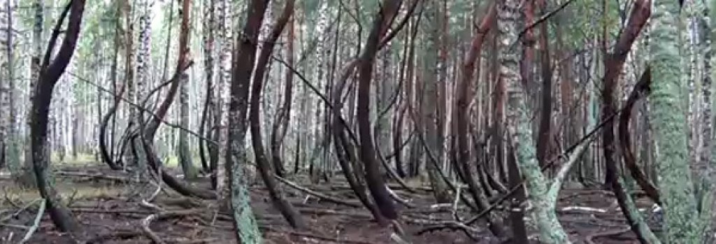 9forest-ryazan