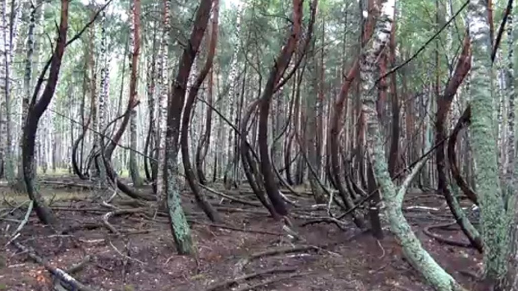 9forest-ryazan